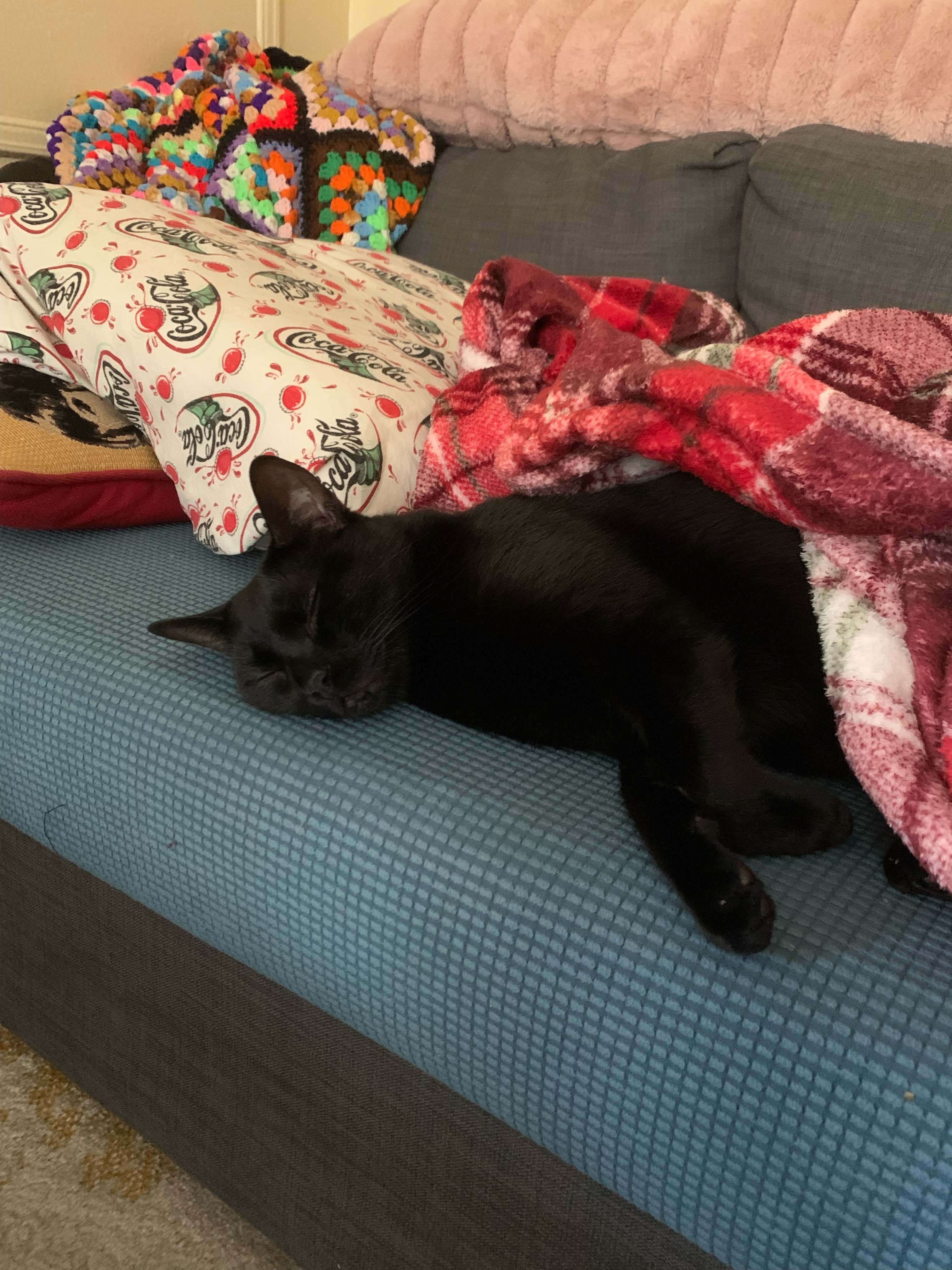 black cat sleeping under blankets on couch