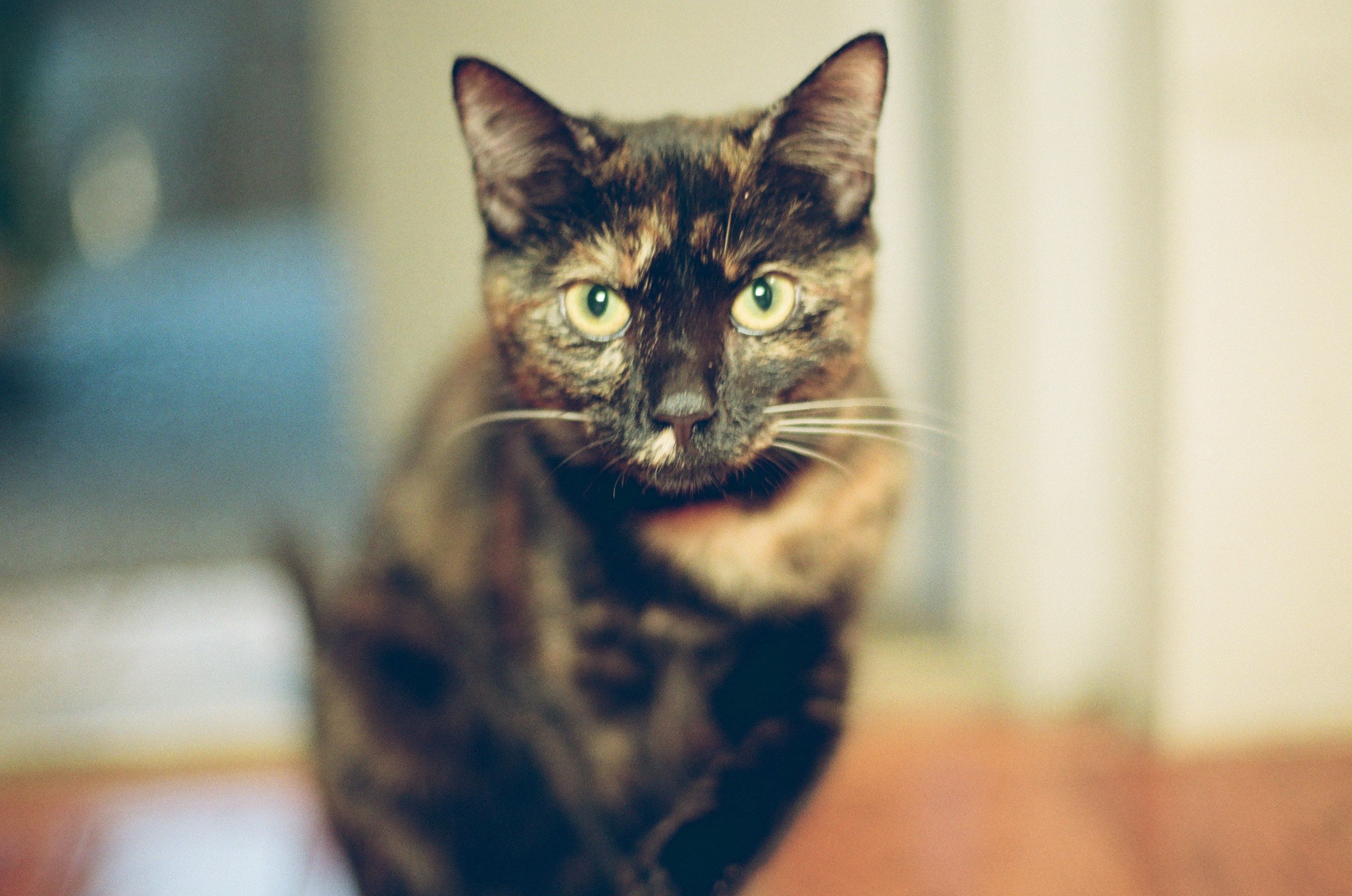 intense torti cat staring at camera