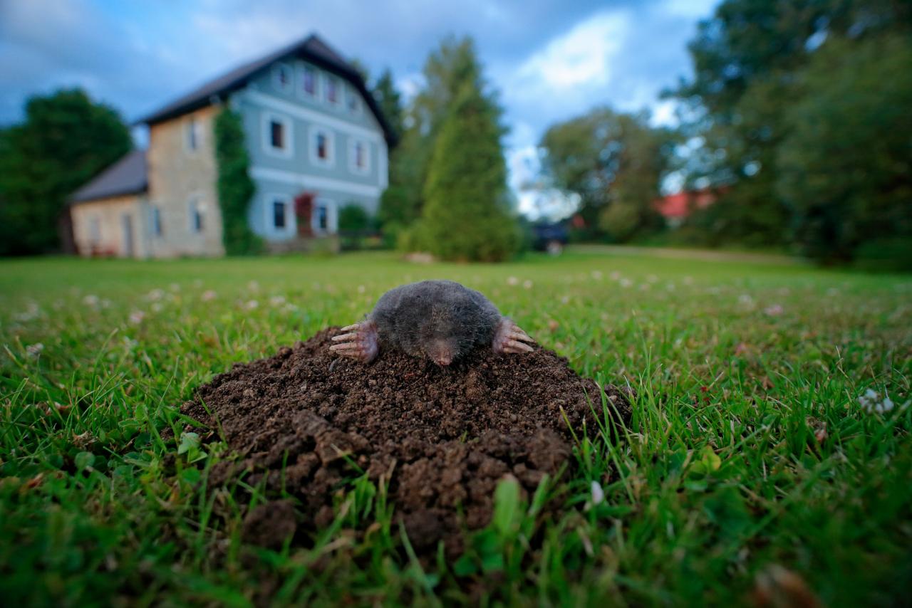 mole lawn house